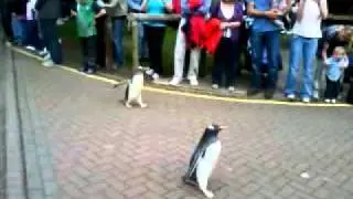 Penguin Walk at Edinburgh Zoo