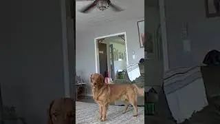 Retriever discovers his puppy cam 🤣 (🎥: BViral)
