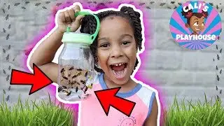 Adventures with Cali | Finding Bugs! | Cali's Playhouse