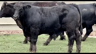 J&J Cattle Co: Finished Feeder Steers