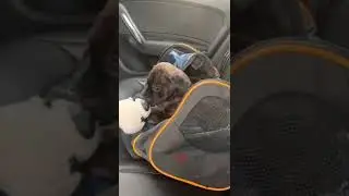 small pupper playing