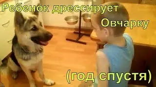 A child is training a shepherd