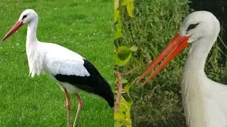Beautiful black tail stork bird.