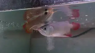 Arwana super red gen merah pedes