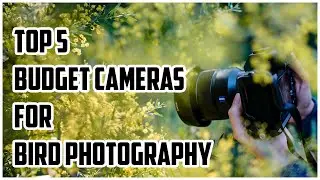 Best Camera for Bird Photography 2023 | Best Budget Camera for Bird Photography And Videography