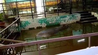 Поездка в Зоопарк г. Николаев 2019 год. Бегемот он же Гиппопотам.