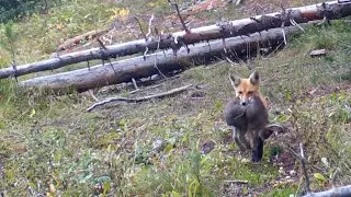 Wildlife Montage - Montana Trail Cam