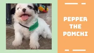 Pepper the Pomchi