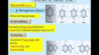 04-Part 1-  Nucleic Acid Biology and Protein Synthesis - Dr Essam Ibrahim - علوم صحية