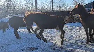 Резвые жеребята выясняют отношение.