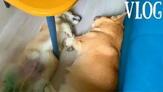 Щенок ИСПУГАЛСЯ УТКИ! милые корги🥰