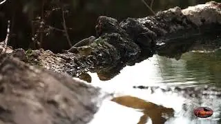 Bebedero de aves Diciembre 2023
