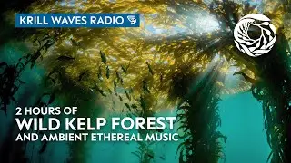 Wild Kelp Forest and Ethereal Music to Relax/Study To | Monterey Bay Aquarium Krill Waves Radio