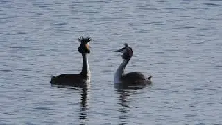 Great Crested Grebes