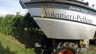 Grape Harvest 2015 Volentieri Pellenc & Same Dorado 85 *GoPro*