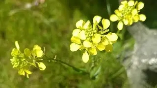 Горчица полевая лечит рак и печень