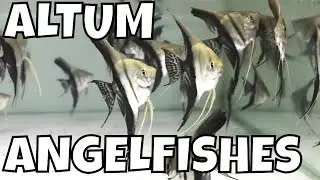 The Majesty of Altum Angelfishes: A Spectacular Aquarium Showcase