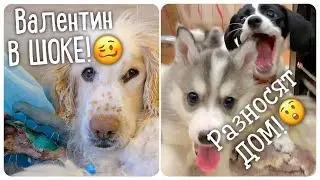 Spaniel Valya is on sick leave. The puppies have flown home.