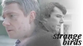 Sherlock + John | Strange Birds