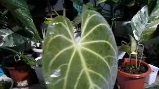 Anthurium kuping gajah hybrid sale
