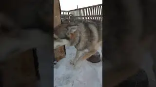 утренняя зарядка