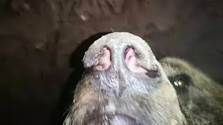 in the den with the bear(2)