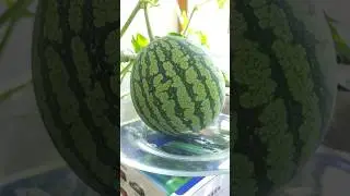Выращиваю арбузы дома на балконе