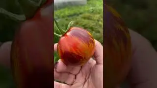 Томат ГАРГАМЕЛЬ