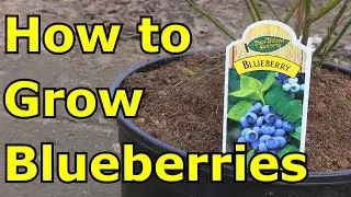 How to Grow Blueberries in Containers