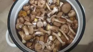 Готовим грибы маслята