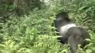 Silverback Gorilla | The Dian Fossey Gorilla Fund | #gorilla #gorillaconservation