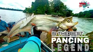 Mancing ikan lais tembiring pakai Pancingan legend ini gak ada obat