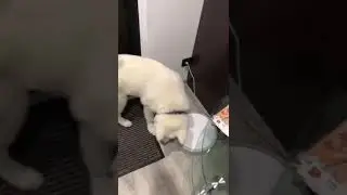 Клетка номер 5 Лео