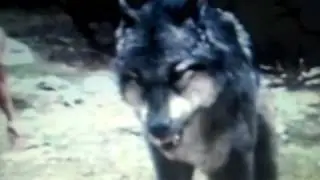 New Moon-Wolf Pack Fight Scene
