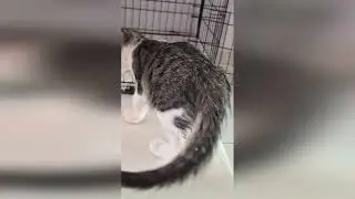 Мои новые малыши.Буся и Маруся.Почему долго не было видео с ними.