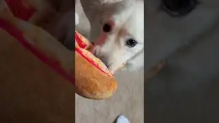 Puppy Vs Pizza