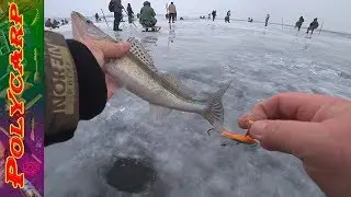 FRESH!!! FISHING FOR PIKE-PERCH WITH A BALANCER IN WINTER