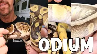 What is the Odium Gene in Ball Pythons?