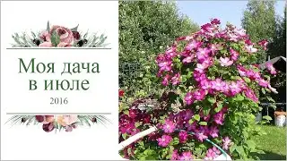 Моя дача в июле 2016 г.
