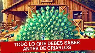 ¡Nuestra Experiencia Criando Pavos Reales!