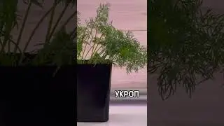 Открываем посадочный сезон или что посадить в теплице прямо сейчас 