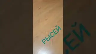 Прикольные Моменты с Котёнком Рысей) Funny Moments with Kitten)