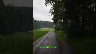 #forest