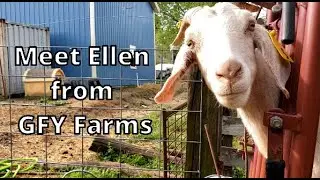 Meet our goat Ellen