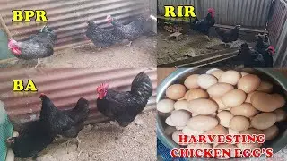 Harvesting Eggs for Heritage Chickens ''BA, BPR & RIR''