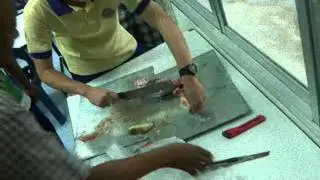 Rabbit Dissection