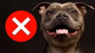 7 Reasons You Should NOT Get a Staffy (SERIOUSLY)