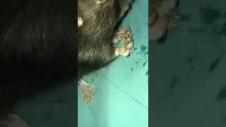 ASMR 🐀