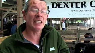 dexter cattle.