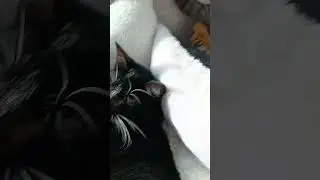 Слепая Дымуська.
